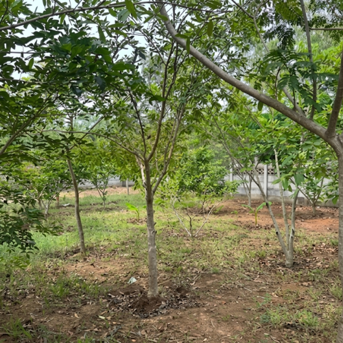 Besmak Tree Park saplings