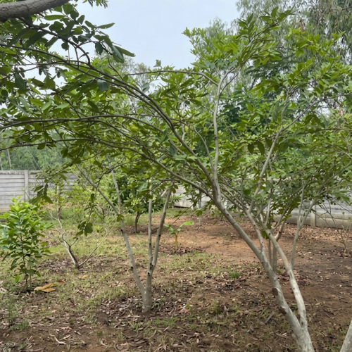 Besmak Tree Park